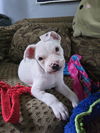 adoptable Dog in  named Martin
