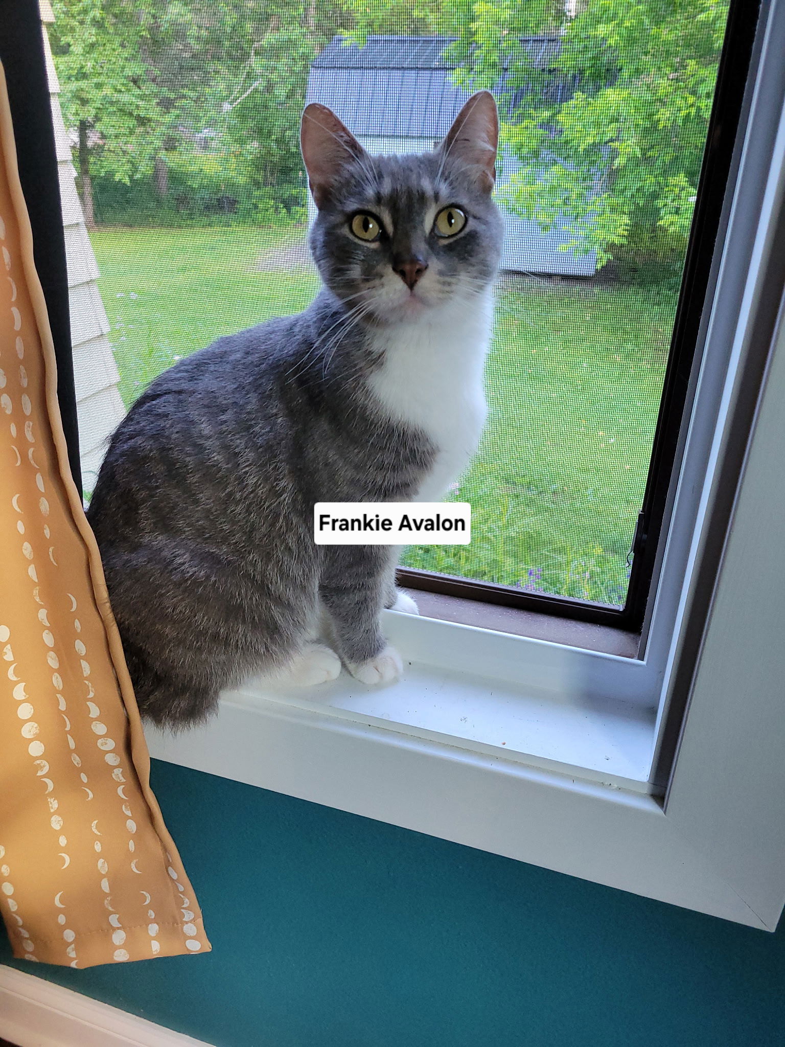 adoptable Cat in Duluth, MN named Frankie Avalon