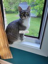 adoptable Cat in , MN named Frankie Avalon