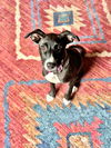 adoptable Dog in  named Socks
