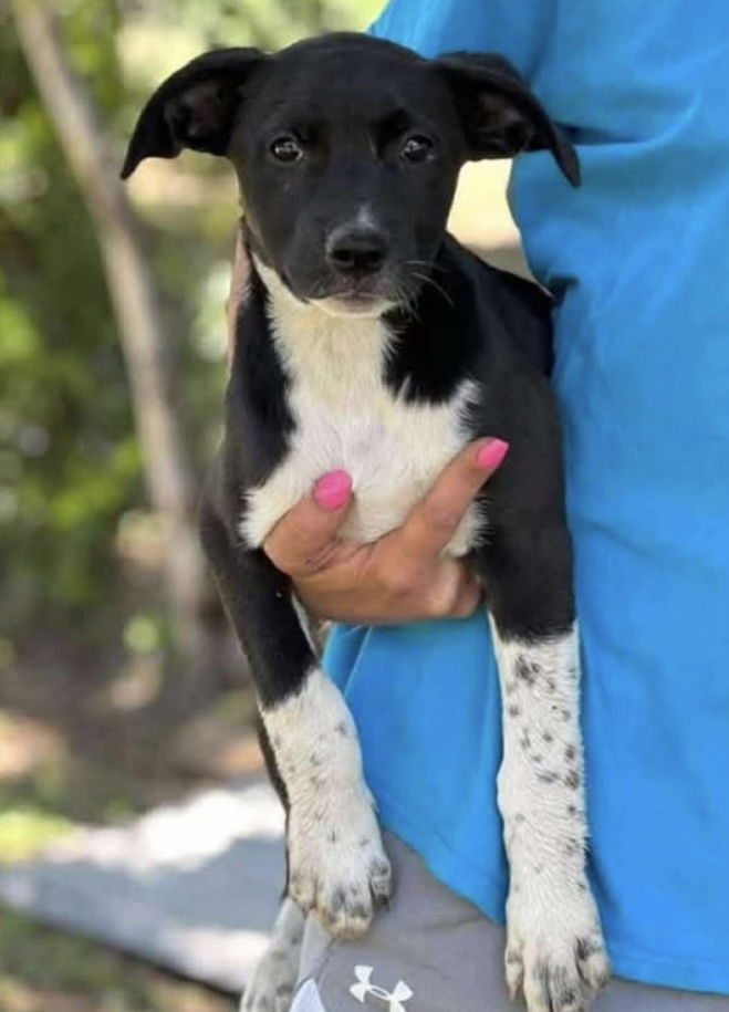 adoptable Dog in Duluth, MN named Boots