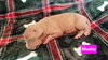 Mushu - Photo 3