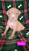 Mushu - Photo 2