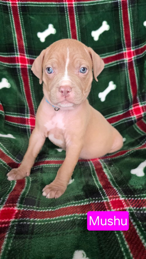 MUSHU - American Pit Bull Terrier / Hound available for adoption