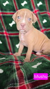 Mushu - Photo 1