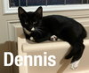 Dennis - Photo 2