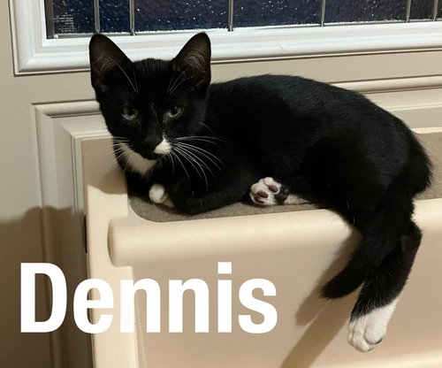 DENNIS - Domestic Short Hair available for adoption