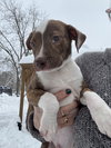 Carmine - Photo 2