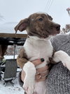 Carmine - Photo 4