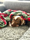 Carmine - Photo 5