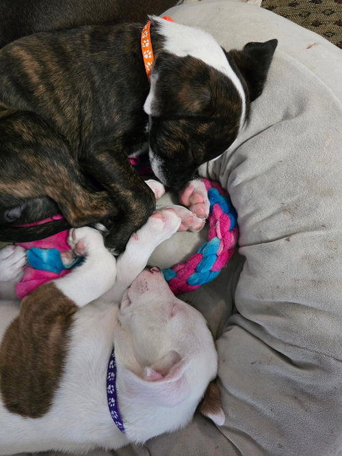 IVORY - Hound / American Staffordshire Terrier available for adoption
