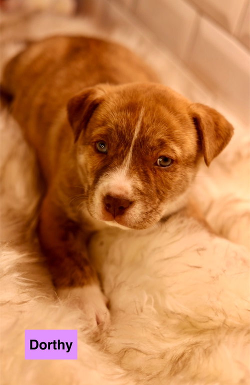DORTHY - Bulldog available for adoption