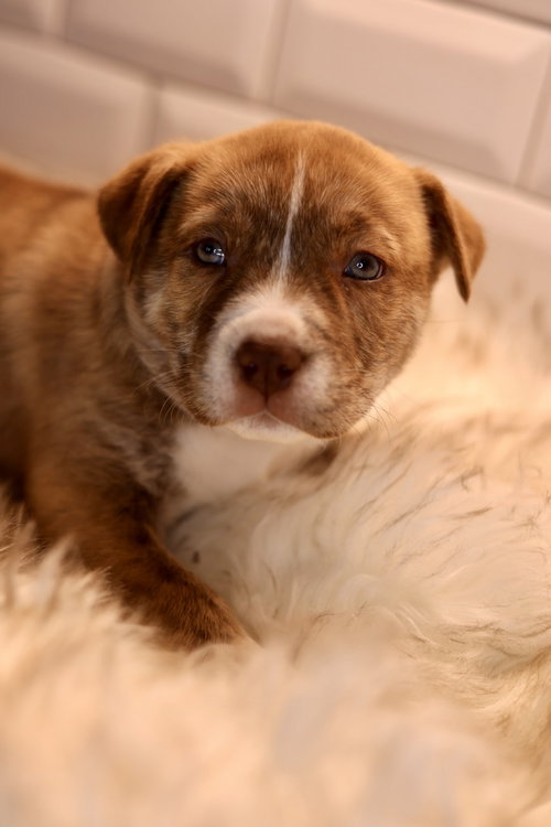 DORTHY - Bulldog available for adoption
