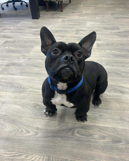 GUMBO - French Bulldog / American Staffordshire Terrier available for adoption