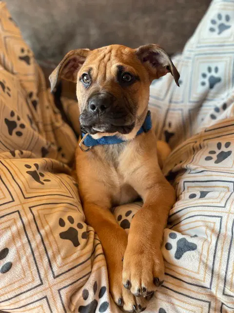 Max Paulyd - Mastiff