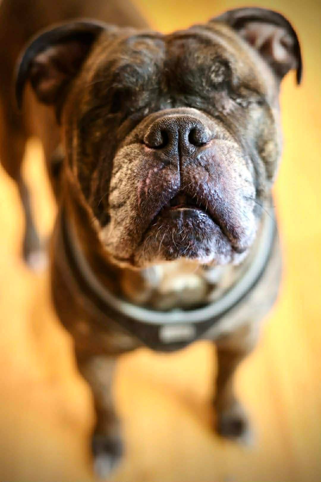 Debo Image