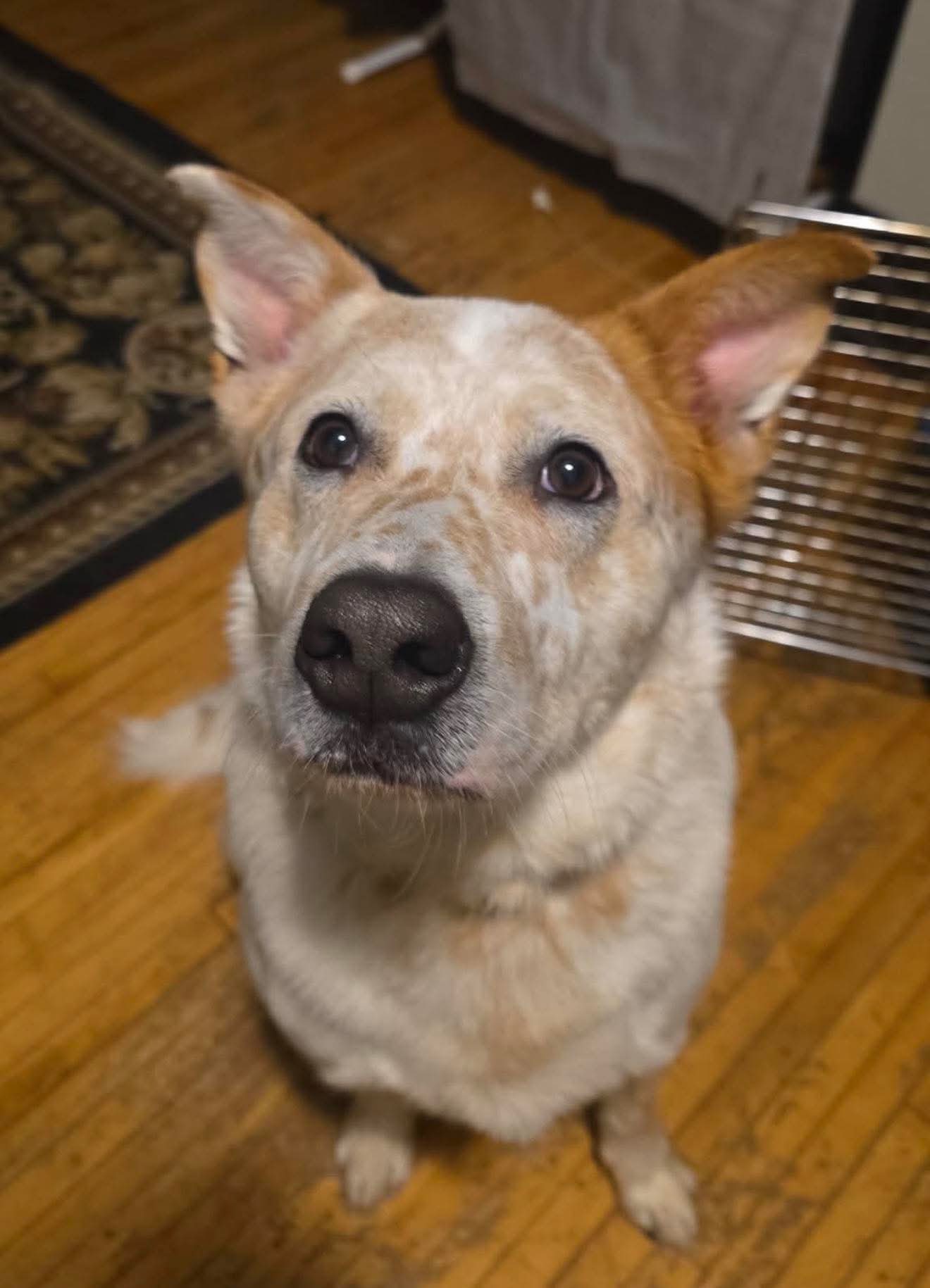 Toby Image