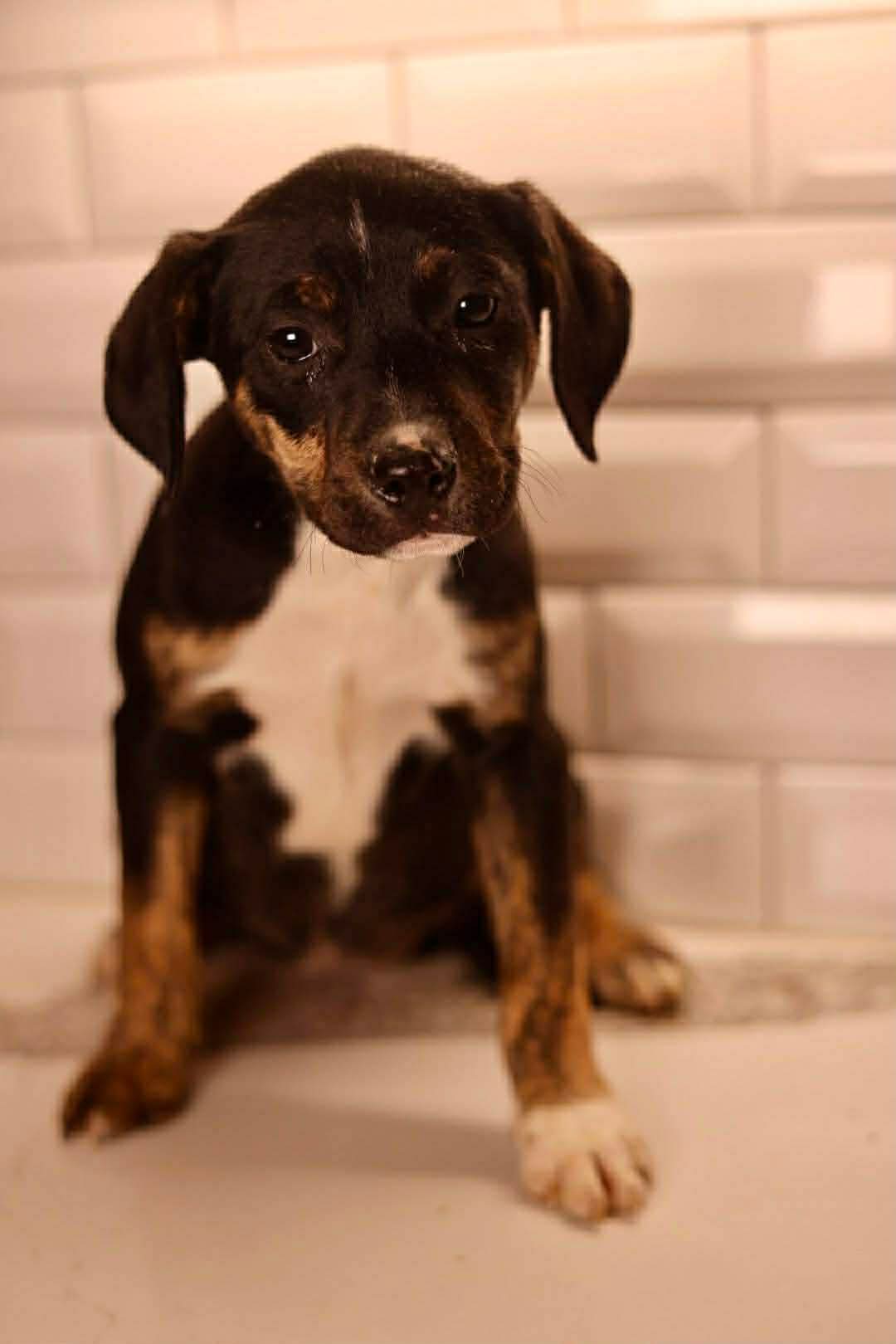 Elsa