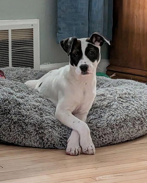 Thora, an adoptable American Staffordshire Terrier in Duluth, MN