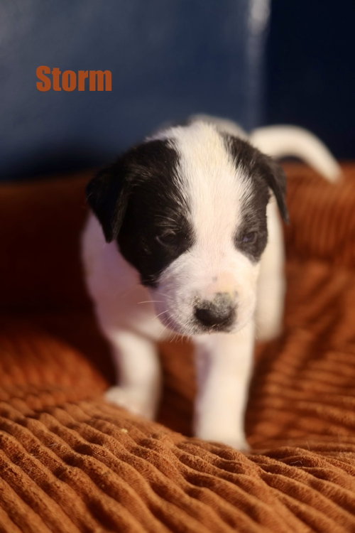 Storm, an adoptable American Staffordshire Terrier in Duluth, MN