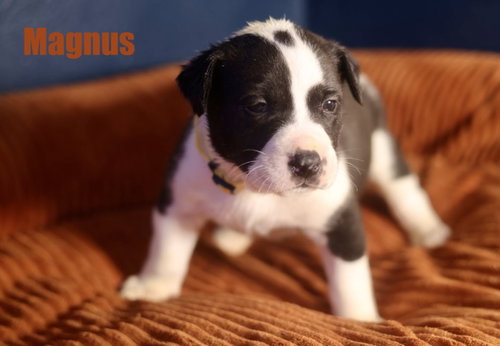 Magnus, an adoptable American Staffordshire Terrier in Duluth, MN