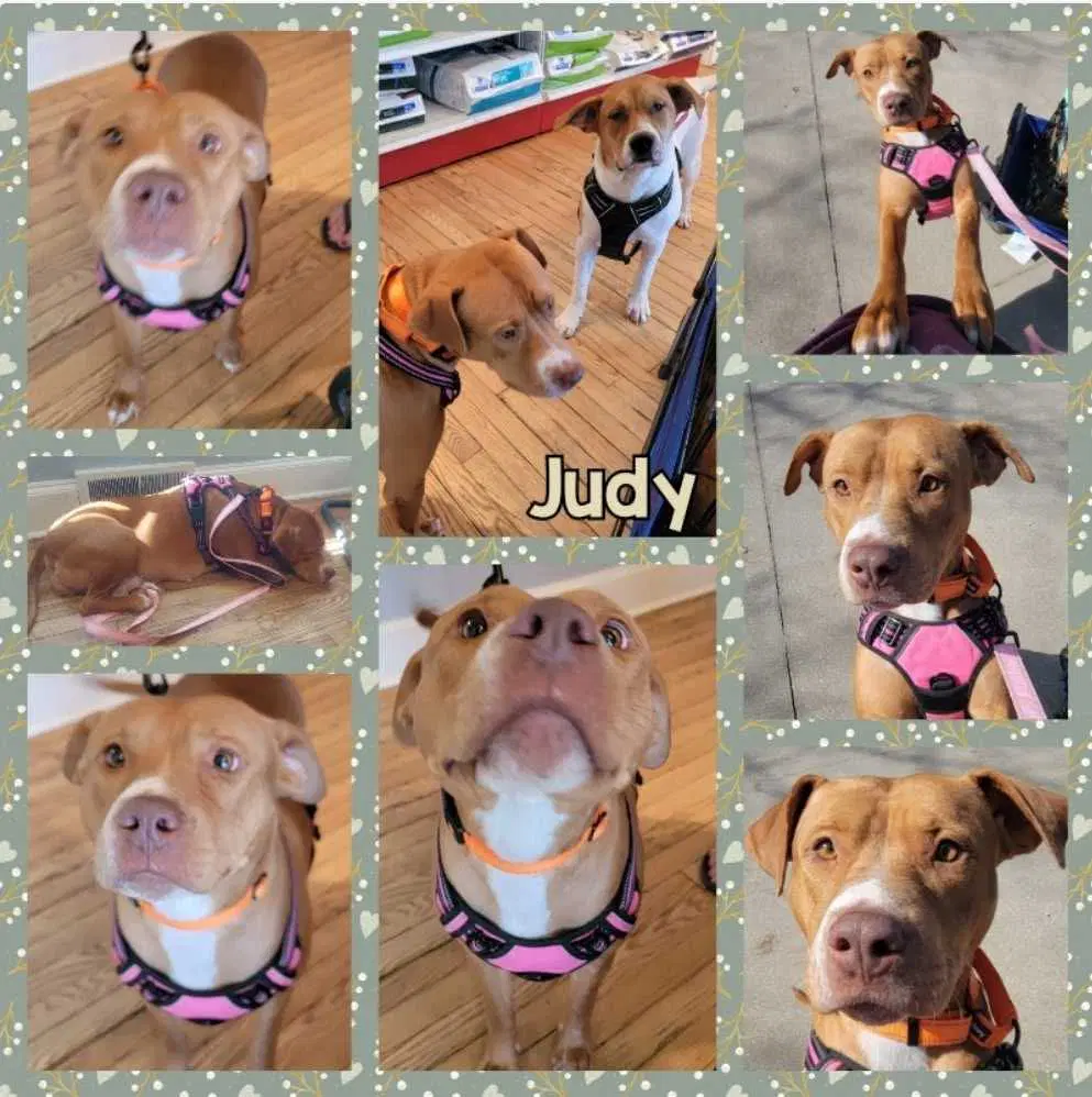 Mama Judy - American Pit Bull Terrier