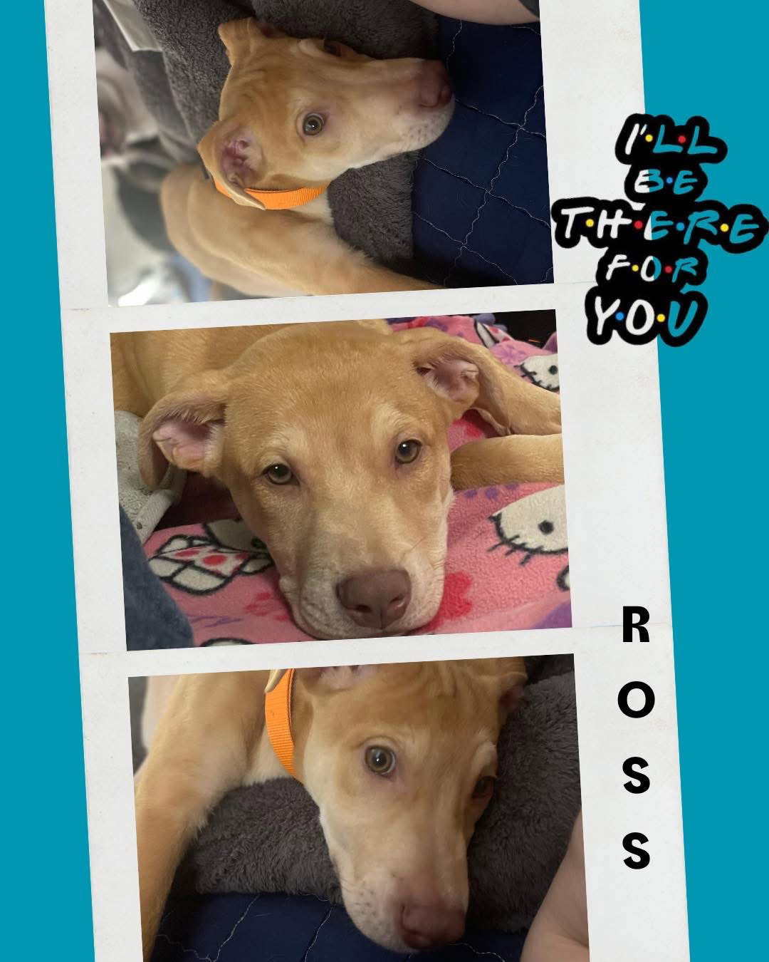 Ross Image