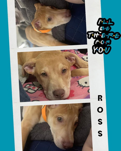 ROSS - American Pit Bull Terrier available for adoption