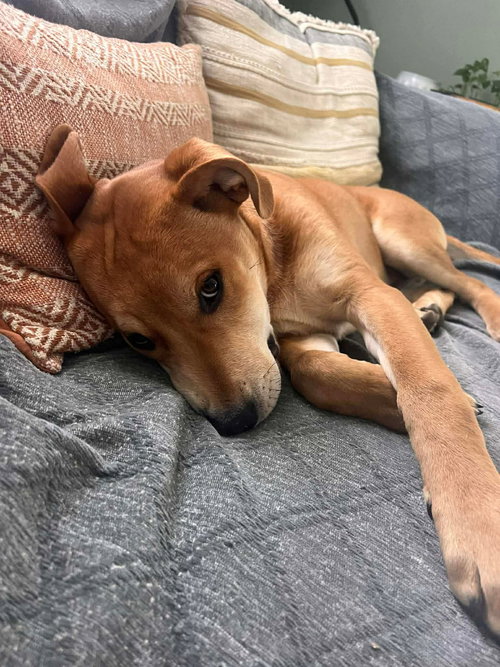 Gunther, an adoptable American Pit Bull Terrier in Duluth, MN