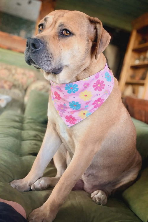 MAMA PENNY - American Staffordshire Terrier available for adoption