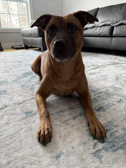 Scooby, an adoptable Pit Bull Terrier in Duluth, MN