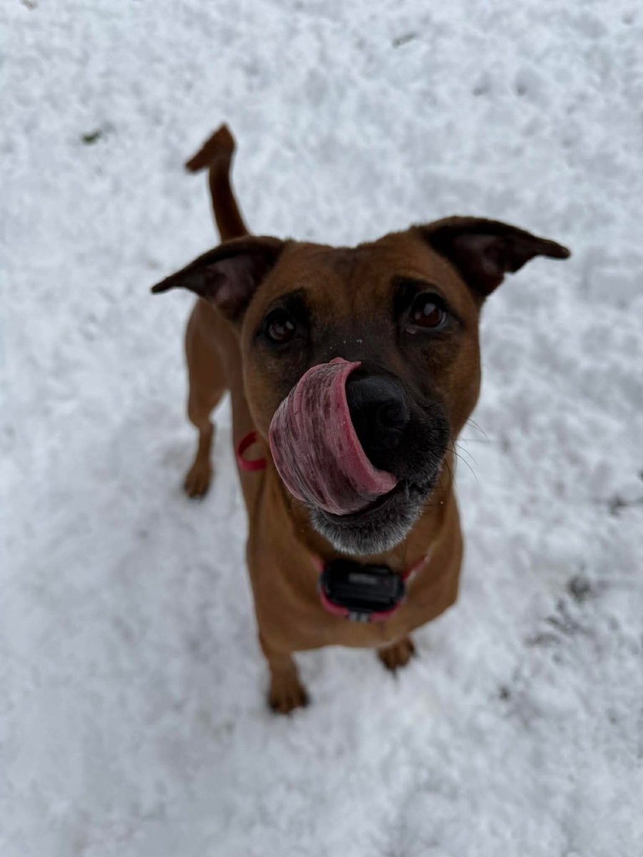 Scooby