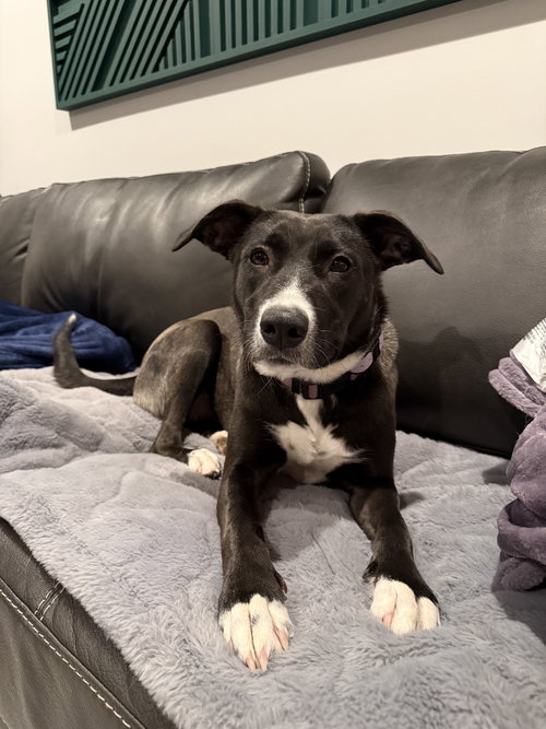 Pepper, an adoptable Border Collie in Duluth, MN