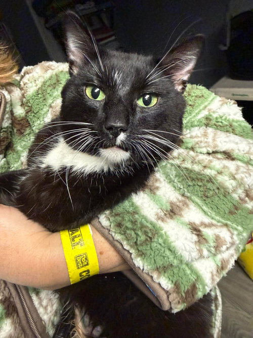 Slices-n-Stix, an adoptable Domestic Short Hair in Duluth, MN