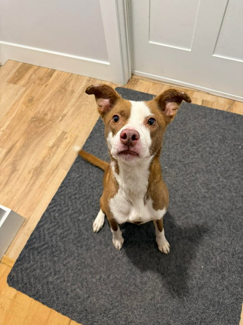 Nellie, an adoptable Terrier in Duluth, MN