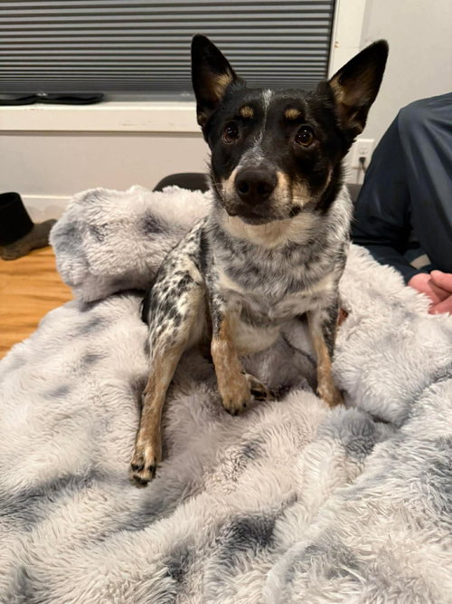 Kirbie, an adoptable Australian Cattle Dog in Duluth, MN
