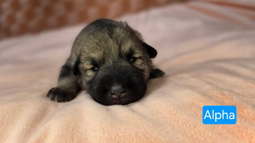 Alpha, an adoptable Shepherd in Duluth, MN