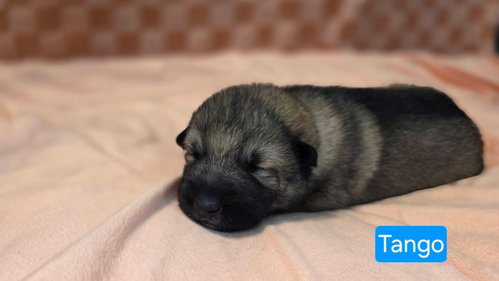 Tango, an adoptable Shepherd in Duluth, MN