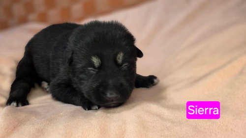 Sierra, an adoptable Shepherd in Duluth, MN