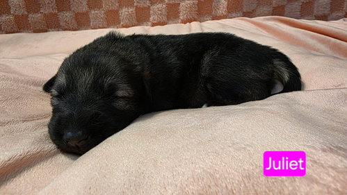 Juliet, an adoptable Shepherd in Duluth, MN