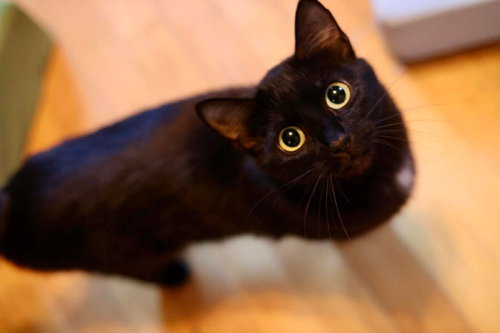 Mama Regina, an adoptable Domestic Short Hair in Duluth, MN