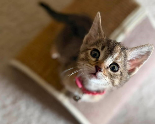 Cady, an adoptable Domestic Short Hair in Duluth, MN