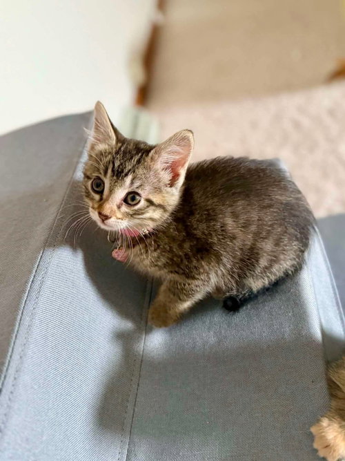 Janice, an adoptable Domestic Short Hair in Duluth, MN