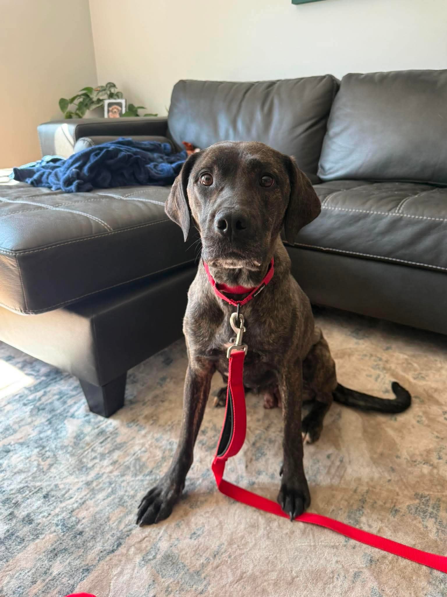 Dr. Temperance Brennan, Mixed Breed