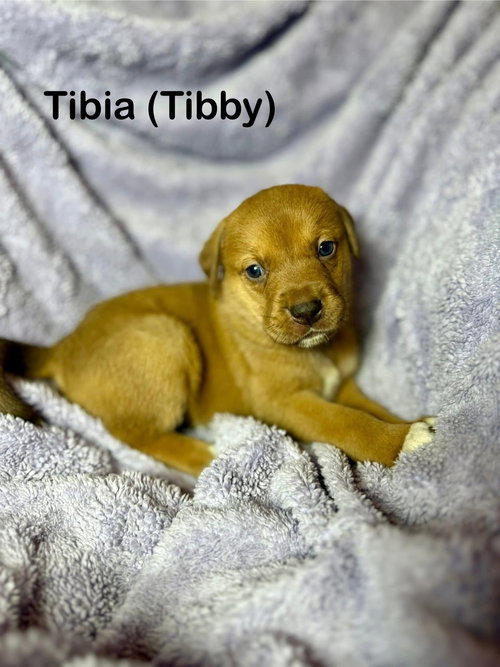 Tibby, an adoptable Unknown breed in Duluth, MN