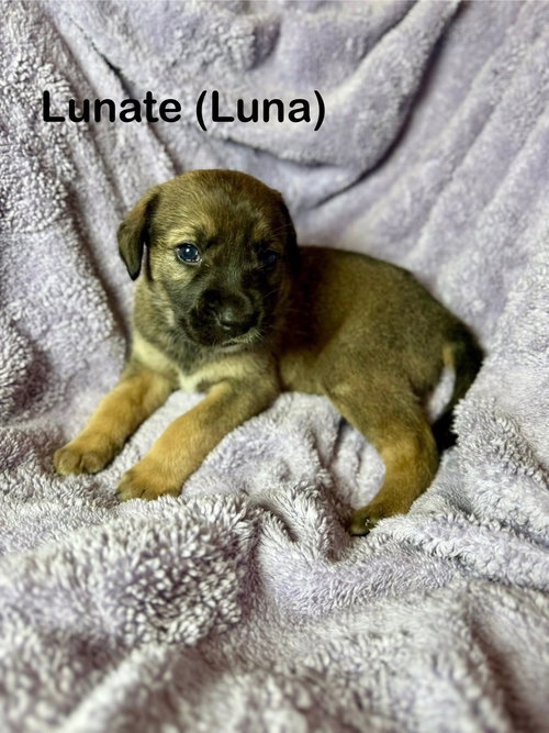 Luna, an adoptable Unknown breed in Duluth, MN