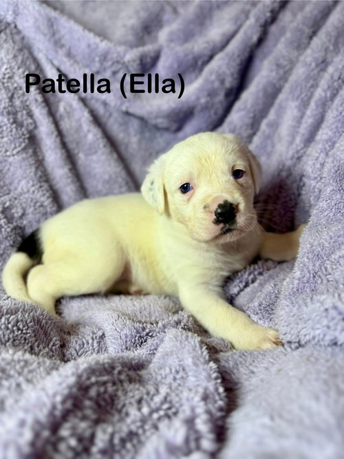 Ella, an adoptable Unknown breed in Duluth, MN
