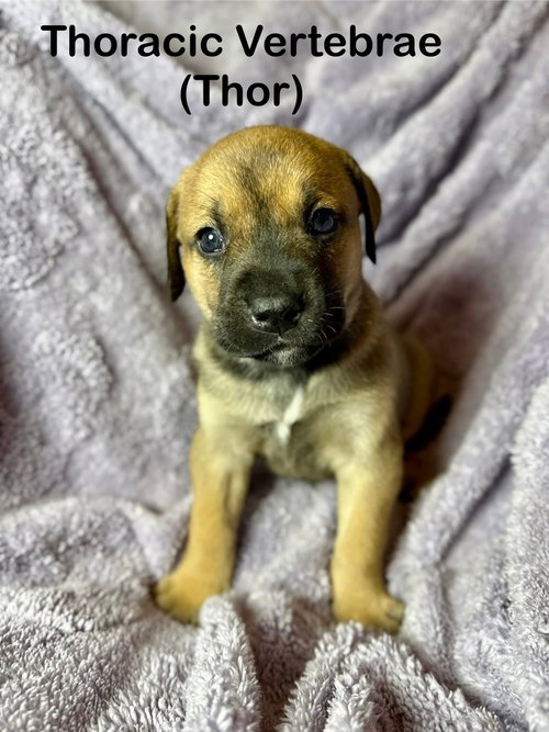 Thor, an adoptable Unknown breed in Duluth, MN