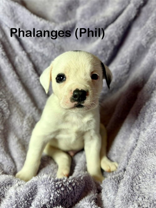 Phil, an adoptable Unknown breed in Duluth, MN