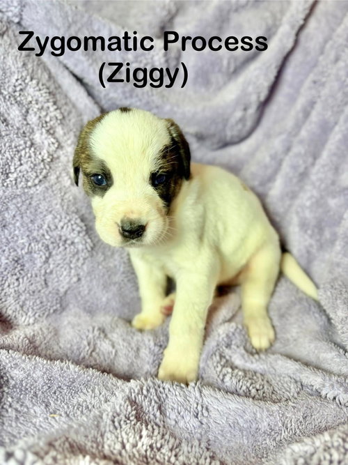 Ziggy, an adoptable Unknown breed in Duluth, MN